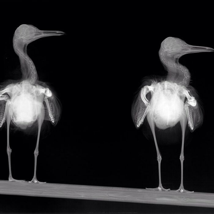 Two Seagulls Sitting Together On The Railing