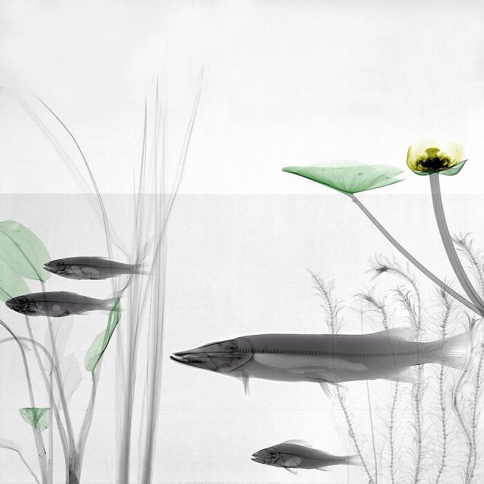 Pike, Two Roaches And A Perch