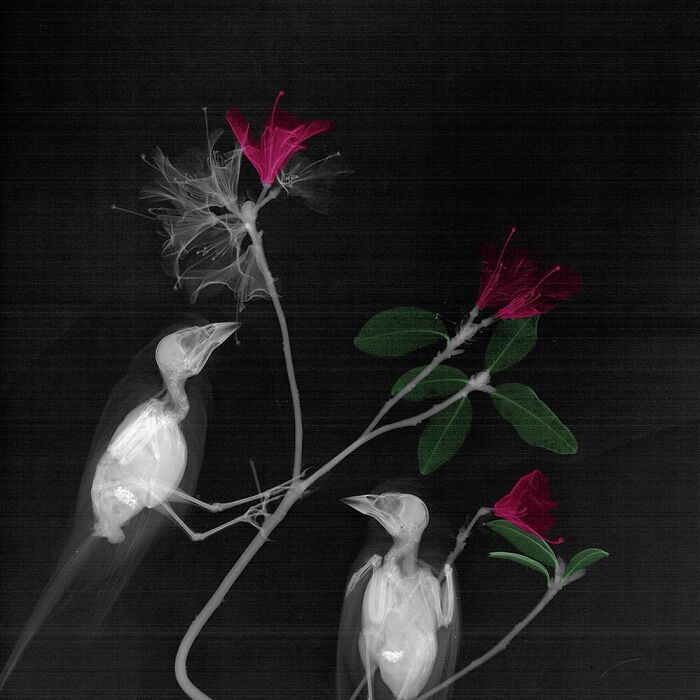 Finches In Azalea Japonica