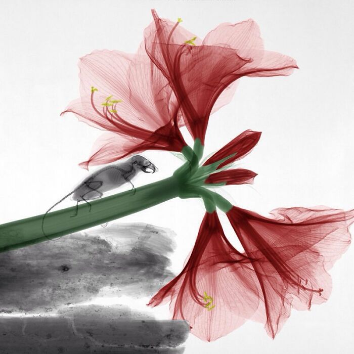 Mouse On Amaryllis Flower