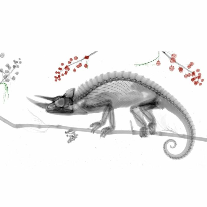 Jackson's Horned Chameleon