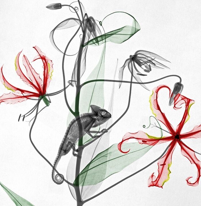 Yemen Chameleon Climbs Gloriosa