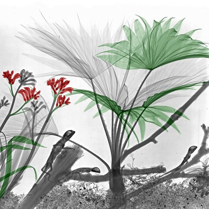 Livistonia And Kangaroo Paw With Three Young Bearded Dragons