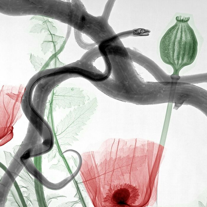 Python Snake In Tree, Nearby Poppies