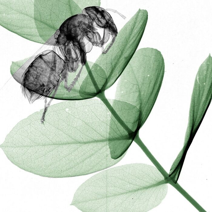 European Hornet On Eucalyptus⁠