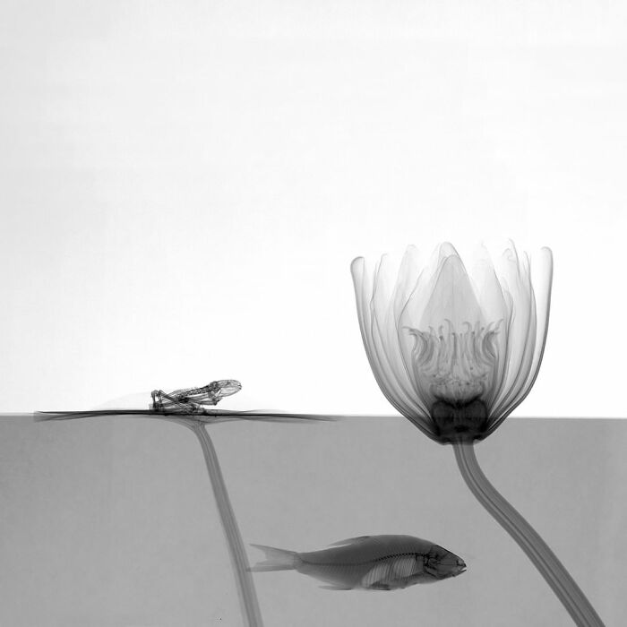 Ditch With Water Lily, Roach And Frog