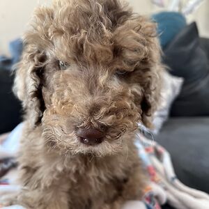 garrettwhitlow avatar