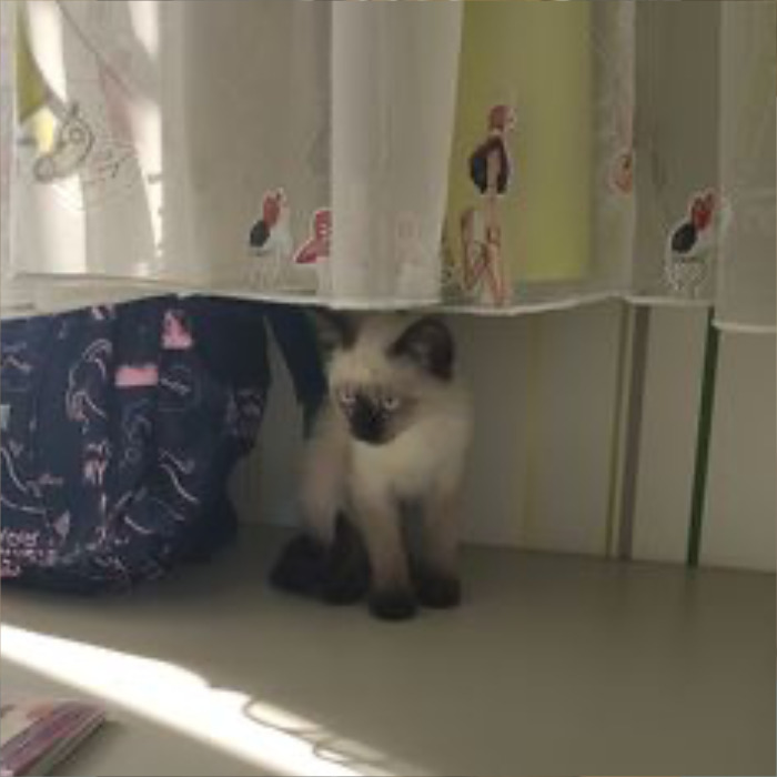 If Your Feeling Down, Here’s 14 Pictures Of My Cat. If Your Feeling Down, Here’s 14 Pictures Of My Cat.