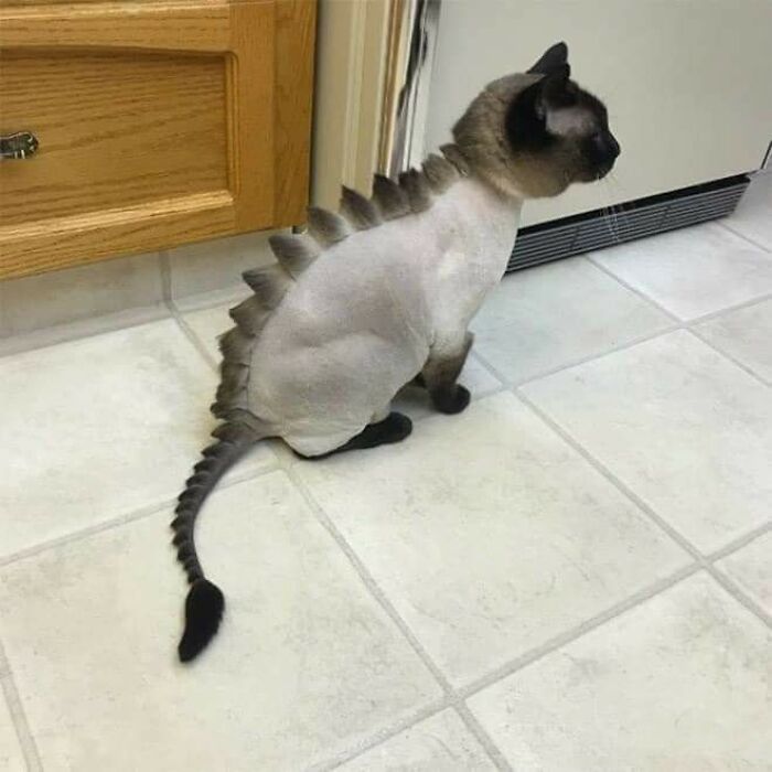 20 Adorable Cats With Dragon Hair Cuts