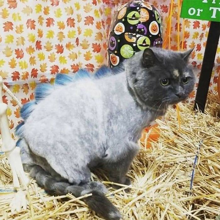 20 Adorable Cats With Dragon Hair Cuts