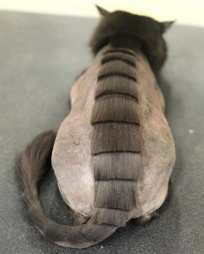 20 Adorable Cats With Dragon Hair Cuts