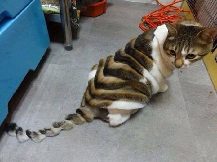 20 Adorable Cats With Dragon Hair Cuts