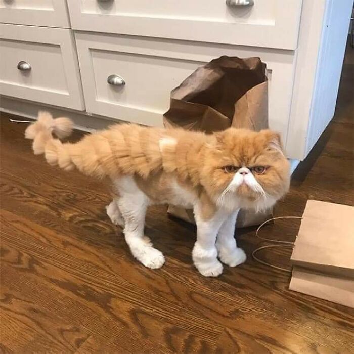 20 Adorable Cats With Dragon Hair Cuts