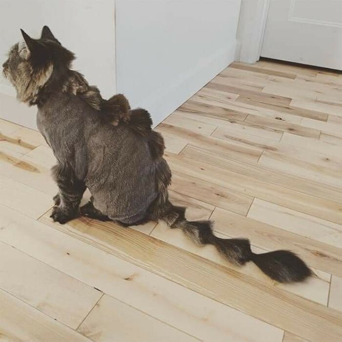 20 Adorable Cats With Dragon Hair Cuts
