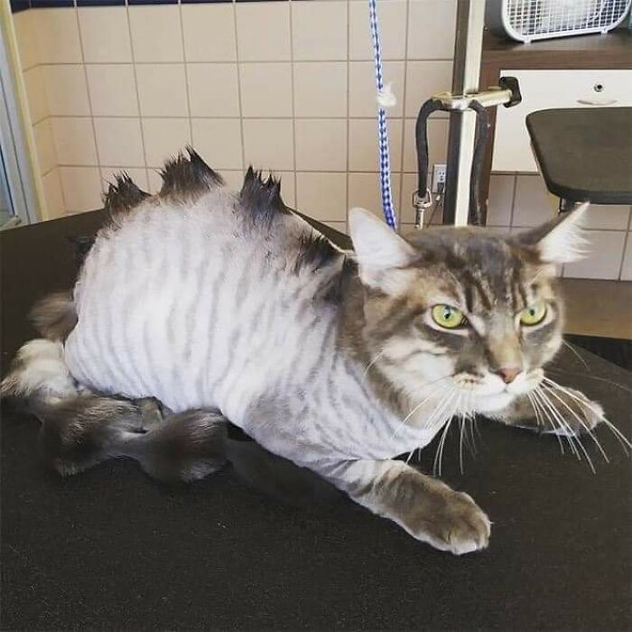 20 Adorable Cats With Dragon Hair Cuts