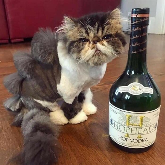 20 Adorable Cats With Dragon Hair Cuts