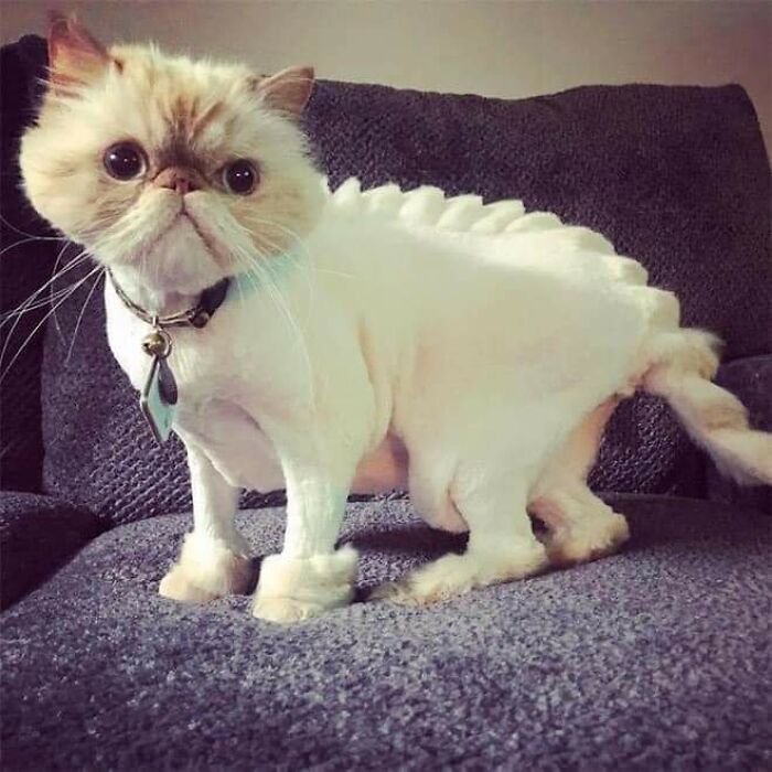 20 Adorable Cats With Dragon Hair Cuts