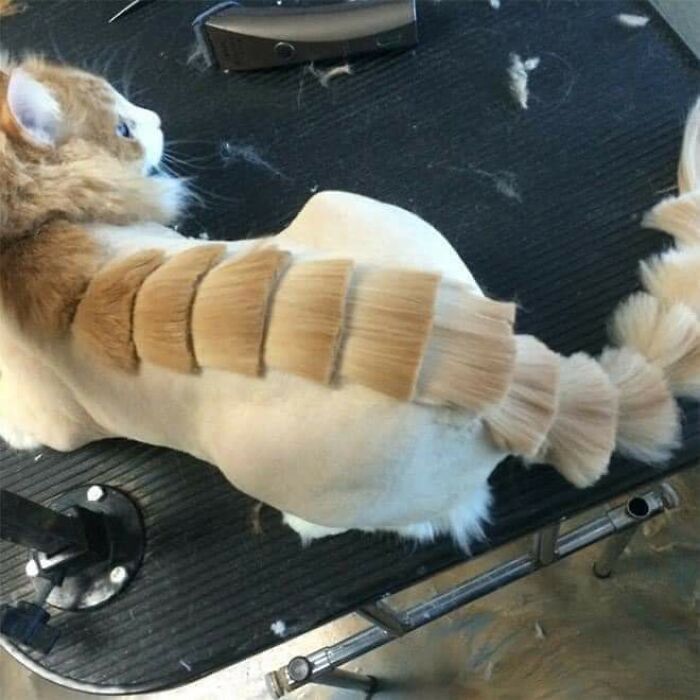 20 Adorable Cats With Dragon Hair Cuts