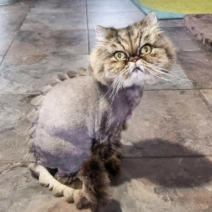 20 Adorable Cats With Dragon Hair Cuts