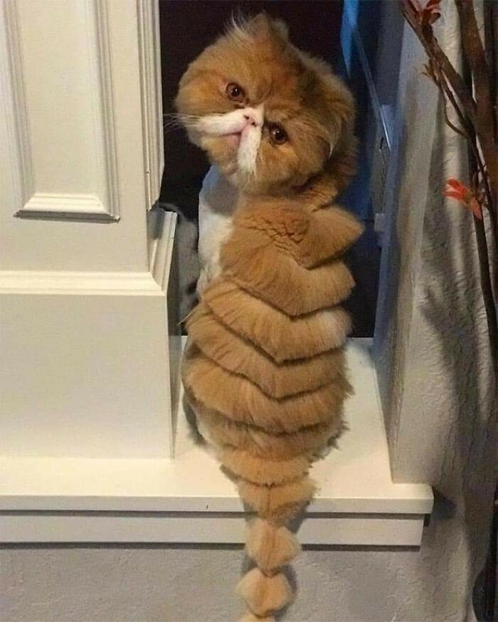 20 Adorable Cats With Dragon Hair Cuts