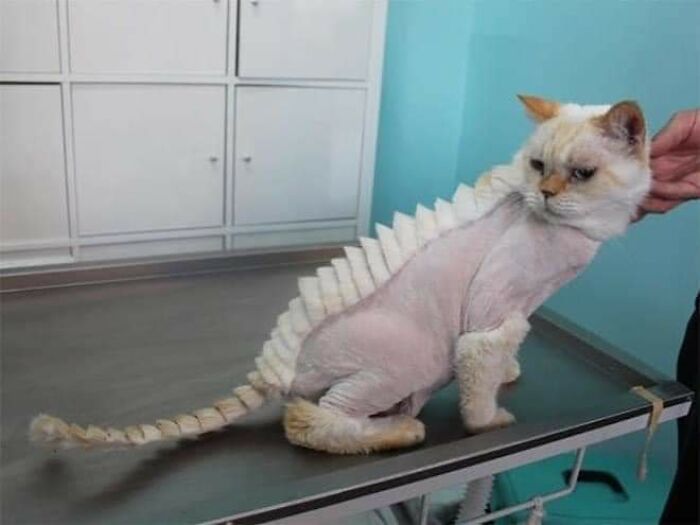 20 Adorable Cats With Dragon Hair Cuts