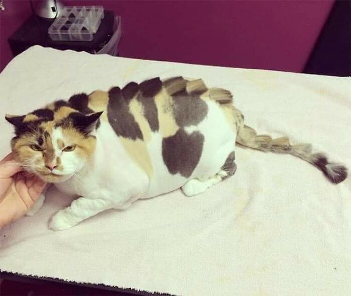 20 Adorable Cats With Dragon Hair Cuts