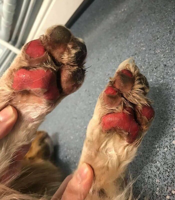 30 Vets Share The Best Pieces Of Advice They Wish All Pet Owners Knew