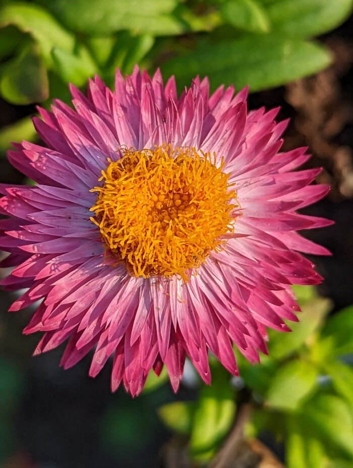 Strawflower