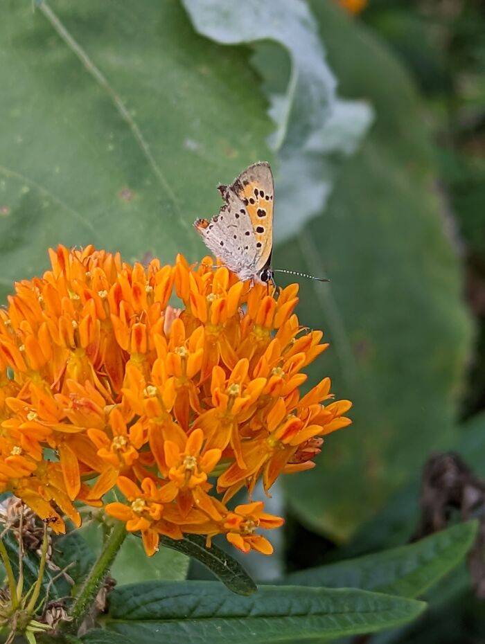Butterfly Weed