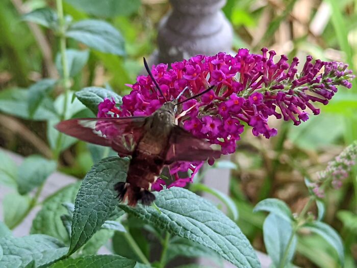 Butterfly Bush