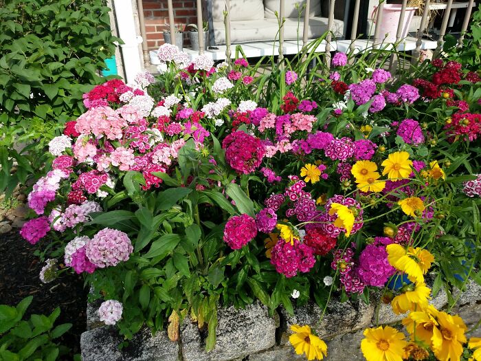 Sweet William And Tickweed