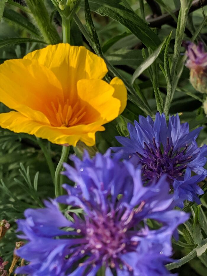 Poppies And Bachelor Buttons