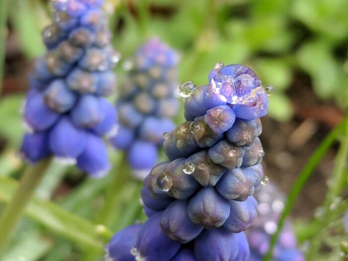 Hyacinth