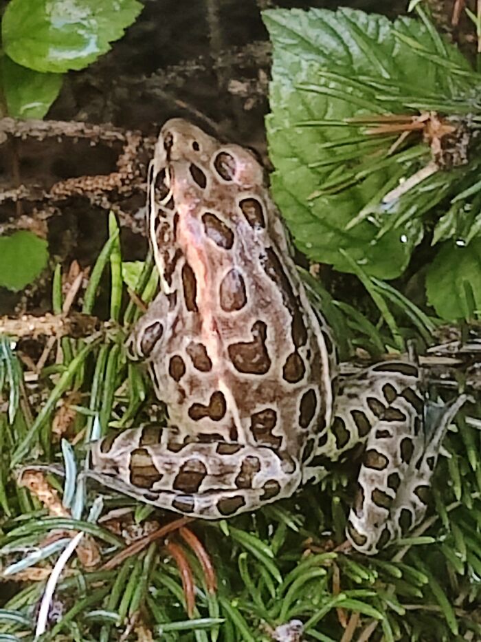 My Garden Was A Happy Place Full Of These Little Guys Hopping Everywhere