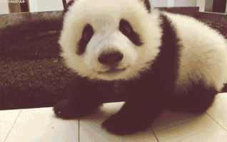I Found These Adorable Animal Gifs On The Internet, And Wanted To Share Them. (16 Gifs)