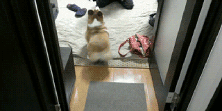 I Found These Adorable Animal Gifs On The Internet, And Wanted To Share Them. (16 Gifs)