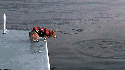 I Found These Adorable Animal Gifs On The Internet, And Wanted To Share Them. (16 Gifs)