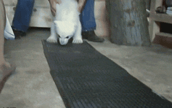I Found These Adorable Animal Gifs On The Internet, And Wanted To Share Them. (16 Gifs)