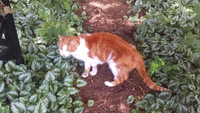 Jack Kerouac, Aka "Kitten Jack," Had Miniature Kidneys From Birth. He Had To Be Given Subcutaneous Fluids