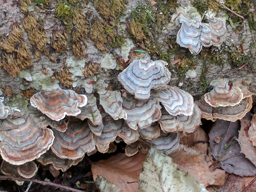 The Fungus Among Us: Can You Identify Some Of These Spores? (38 Pics)