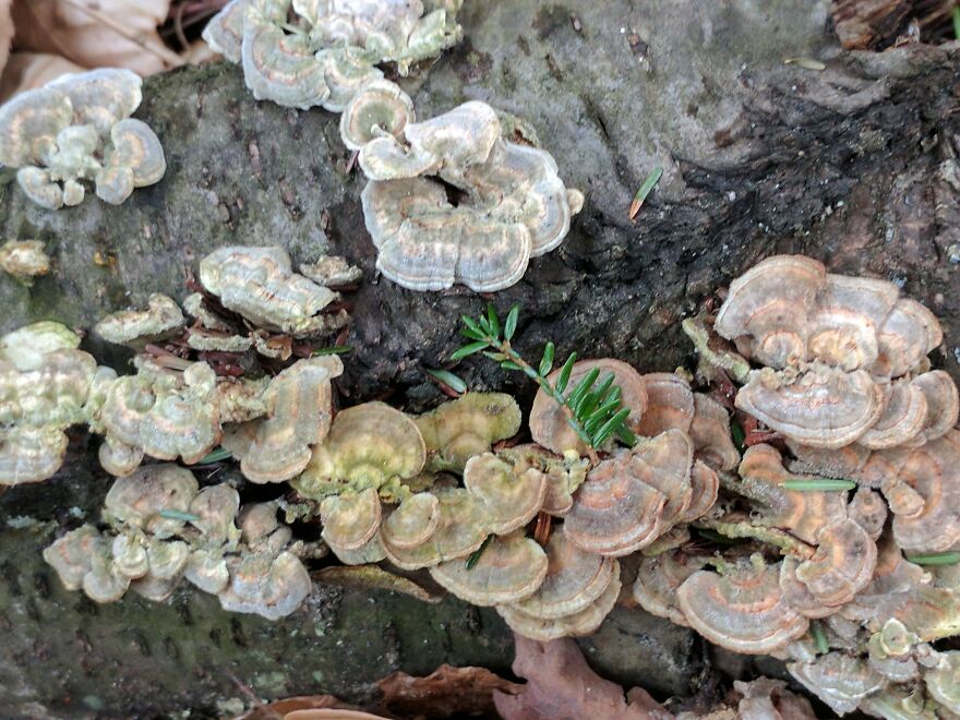 The Fungus Among Us: Can You Identify Some Of These Spores? (38 Pics)