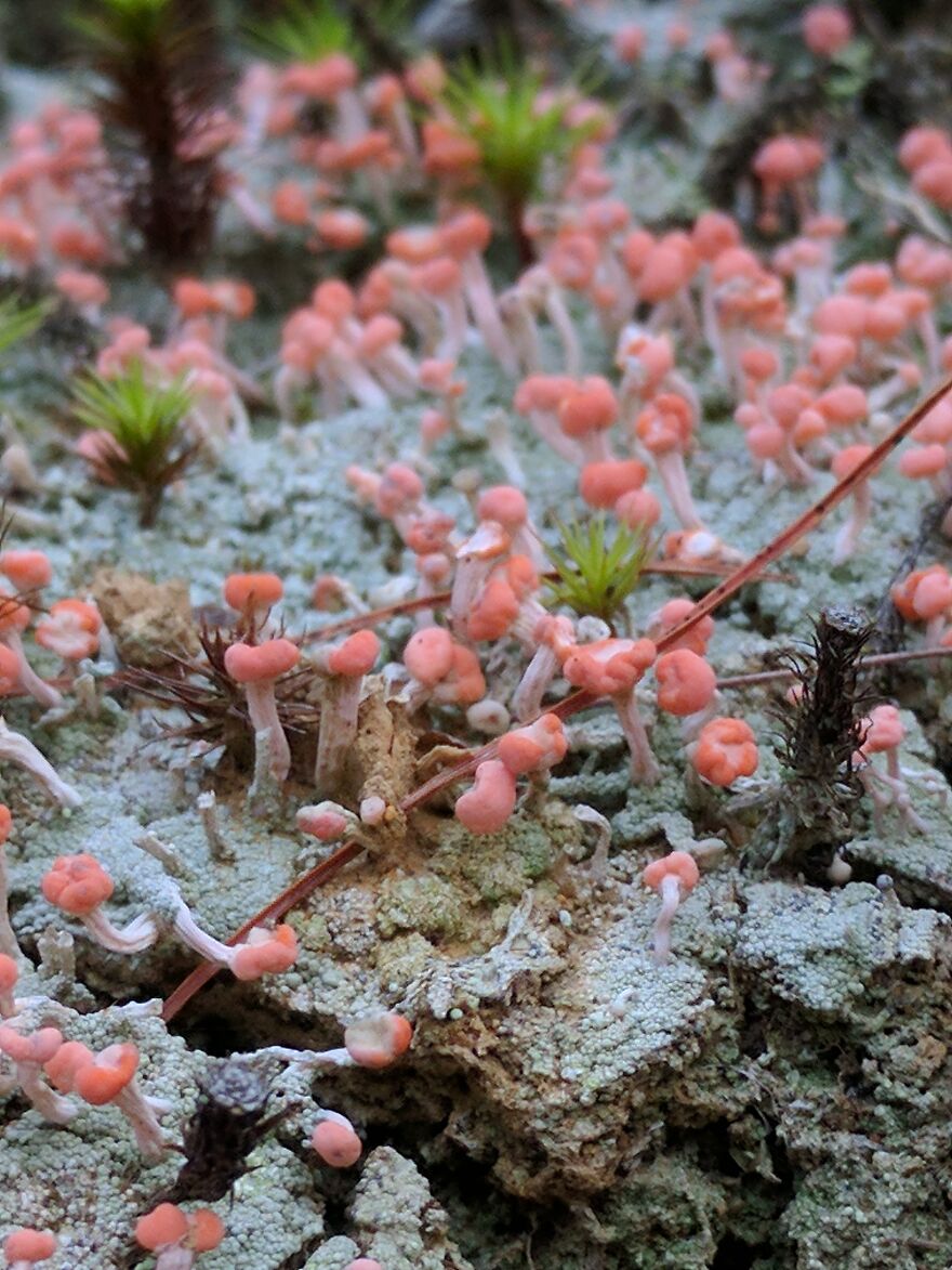 The Fungus Among Us: Can You Identify Some Of These Spores? (38 Pics)