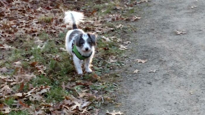 Mea Culpa, Papillon-Jack Russell Mix, Age 18.5
