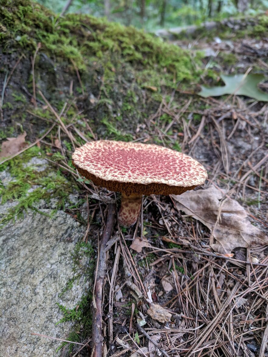 The Fungus Among Us: Can You Identify Some Of These Spores? (38 Pics)