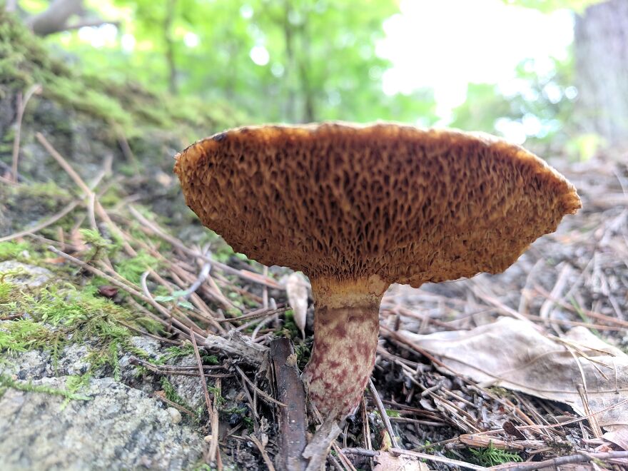 The Fungus Among Us: Can You Identify Some Of These Spores? (38 Pics)