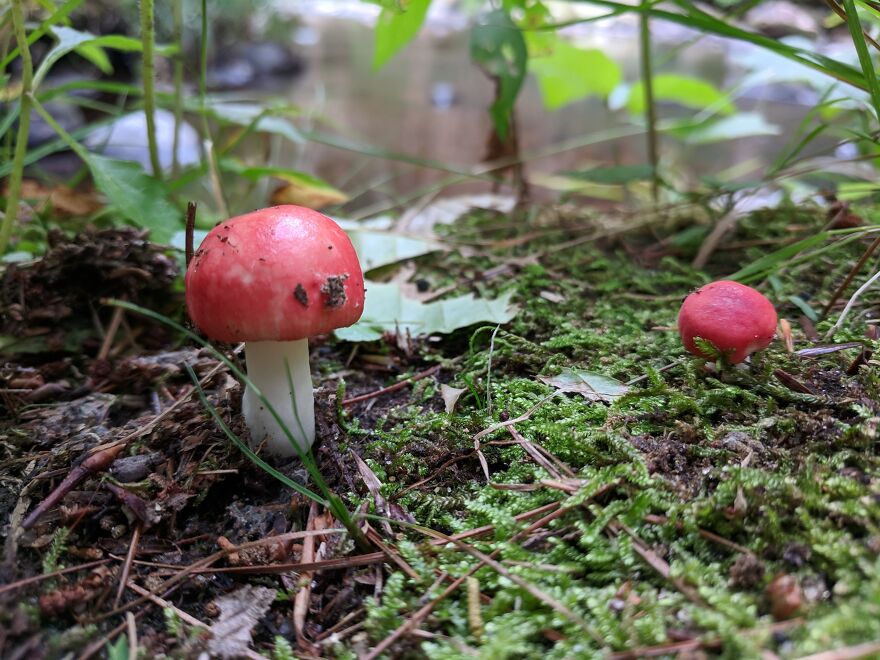 The Fungus Among Us: Can You Identify Some Of These Spores? (38 Pics)