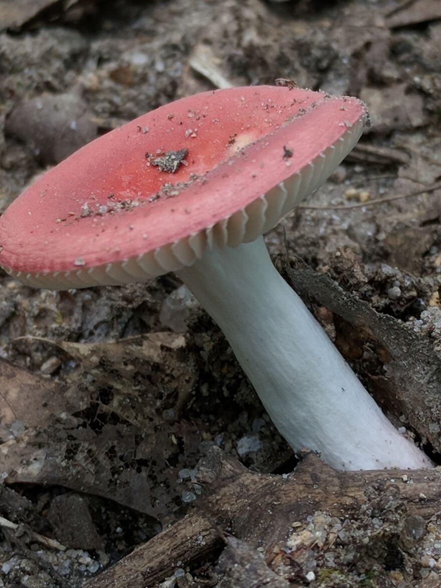 The Fungus Among Us: Can You Identify Some Of These Spores? (38 Pics)