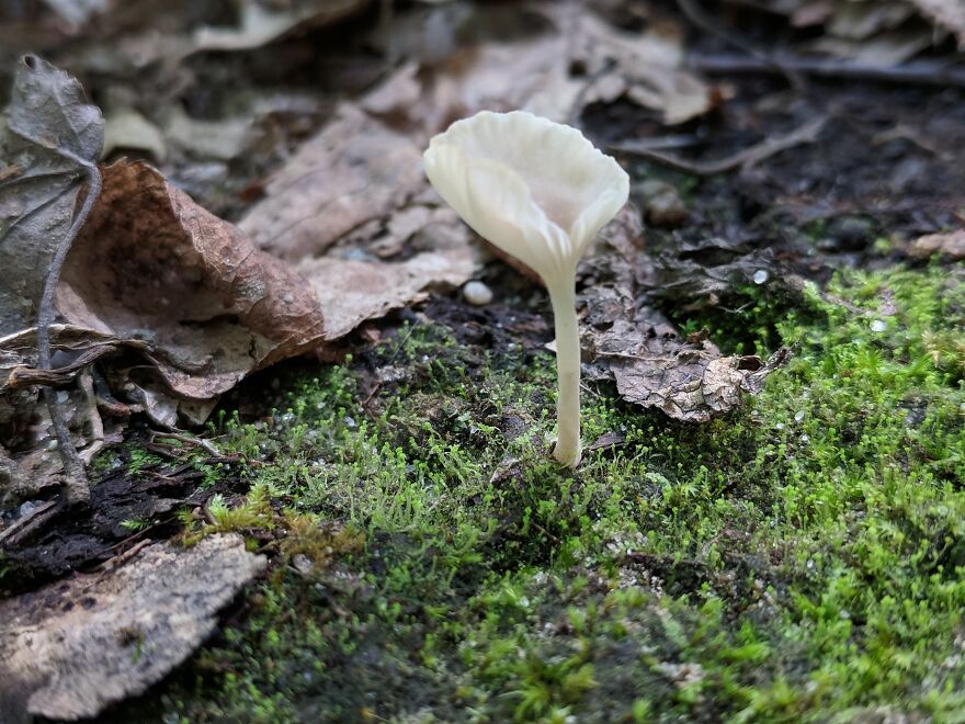 The Fungus Among Us: Can You Identify Some Of These Spores? (38 Pics)