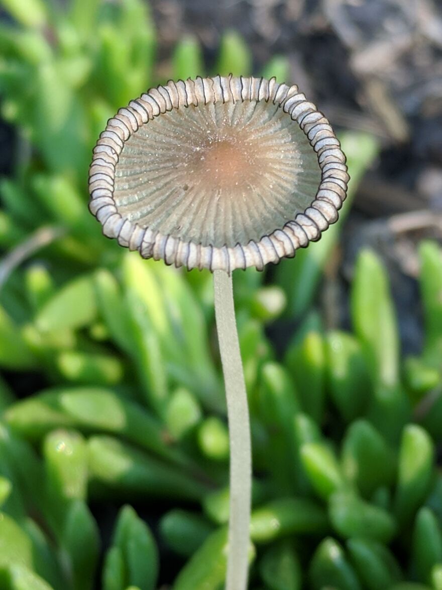 The Fungus Among Us: Can You Identify Some Of These Spores? (38 Pics)