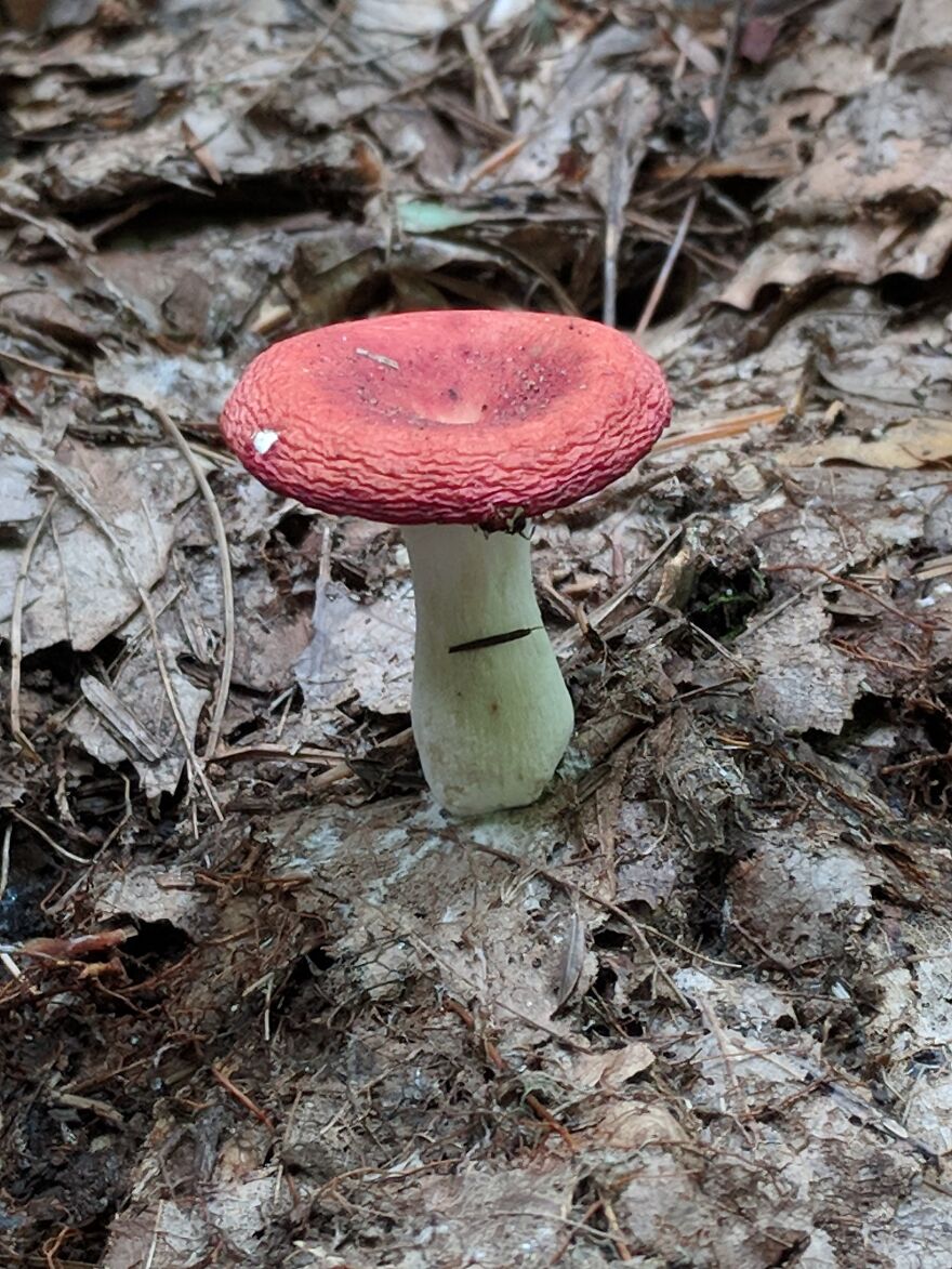 The Fungus Among Us: Can You Identify Some Of These Spores? (38 Pics)